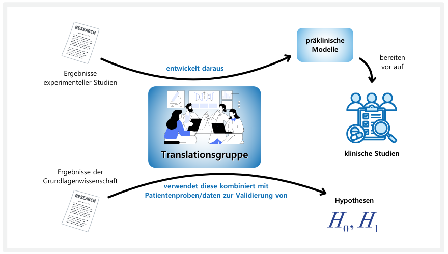 Das Bild zeigt wie Ergebnisse aus experimentellen Studien in klinische Studien überführt werden