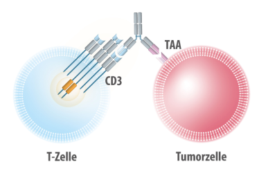 Neue zielgerichtete Immuntherapie des kleinzelligen Bronchialkarzinoms